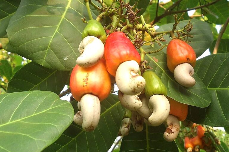 Panruti Cashews Cashew Nuts