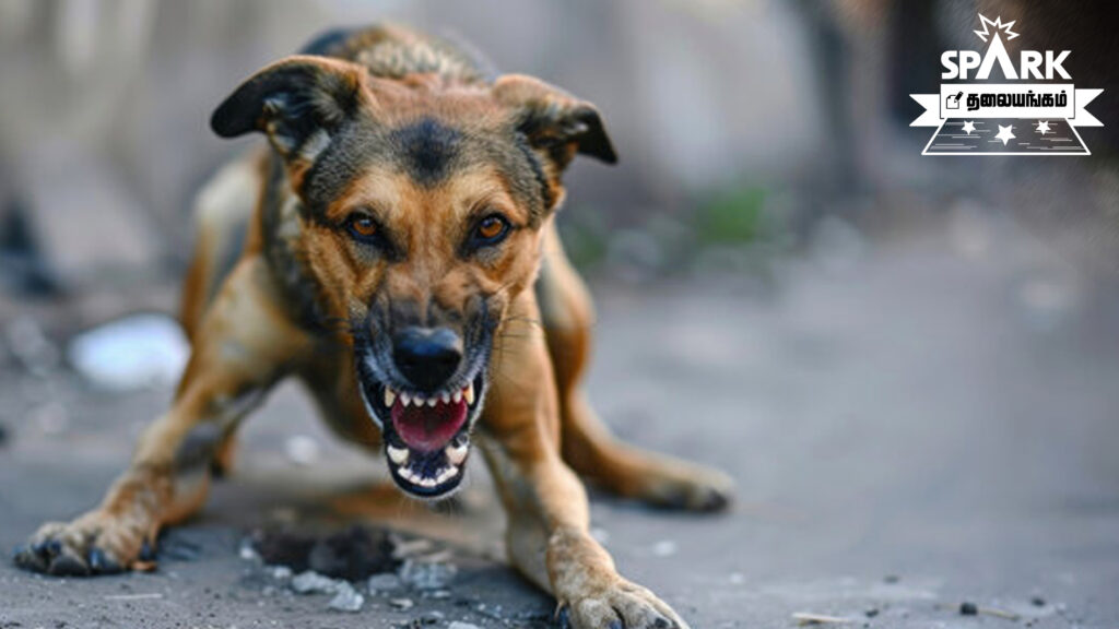 street dog chennai tamil nadu