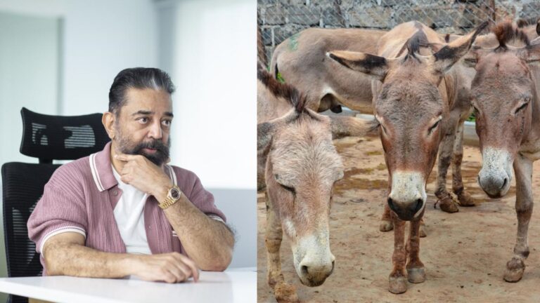 donkey