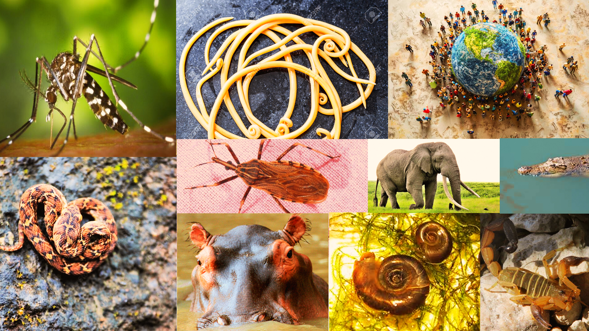 mostdangerousanimals-deadliest-list-humans-worldwide-dangerous-wildlife-annually-topdeadlycreatures-animalattack-statistics-killeranimals-world