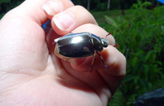 Chrysinalimbata-metallicbeetle-structuralcoloration-naturereflection-nanostructurebeetle-silverbeetle-naturenews-sciencenews-naturewonder-Tamil-lightreflection-in-insects