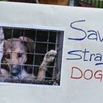 save dogs