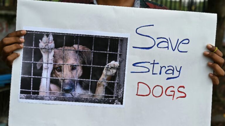 save dogs