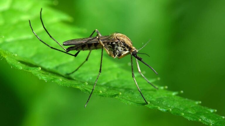 Mosquito- One million people die- Disease -700 million-Affect -Pathogen-Science-research