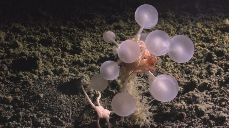 Death-ball-sponge-sea-creature-Southern-Ocean-marine-biodiversity-world-news