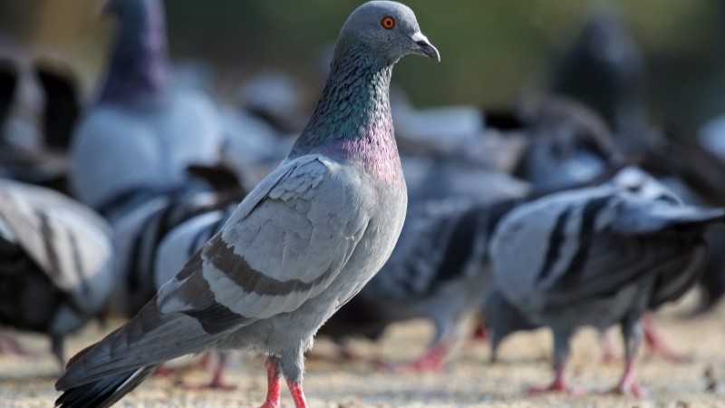 Neurochip-Russia-Pigeon-Bio-Drone-Neiry -Company-Technology-Researchers