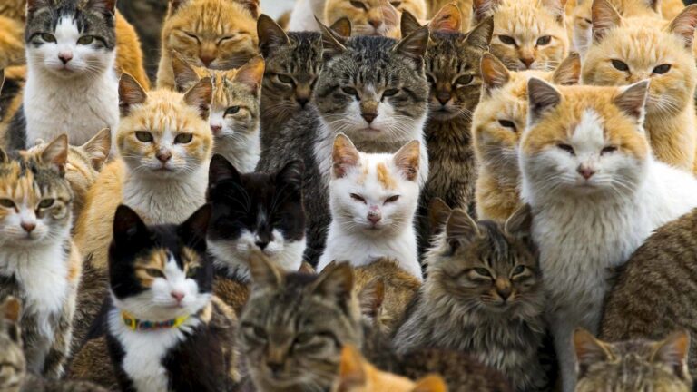 Domestic-cats-romania-sea-way-transport-NorthAfrica-to-Europe-goods-companion ancienttimes-history-scientists-invention-gene-research-sciencenews-tamilscience-tamilnews