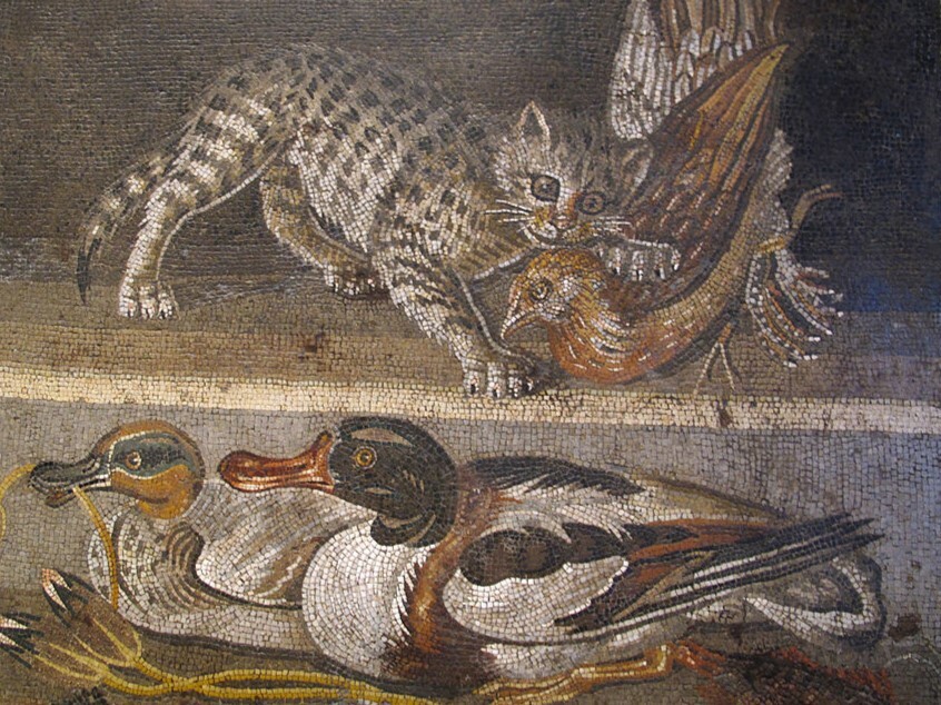 Domestic-cats-romania-sea-way-transport-NorthAfrica-to-Europe-goods-companion ancienttimes-history-scientists-invention-gene-research-sciencenews-tamilscience-tamilnews