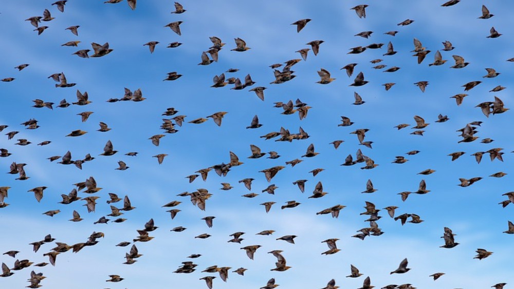 Tiny-Amur-falcons-fly-5000km-in-five-days-using wind-physics-scientists-stunned