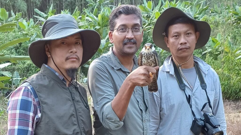 Tiny-Amur-falcons-fly-5000km-in-five-days-using wind-physics-scientists-stunned