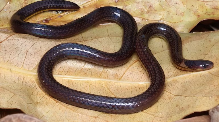 New-reed-snake-specie-founded-sceintists-sciencenews-technology